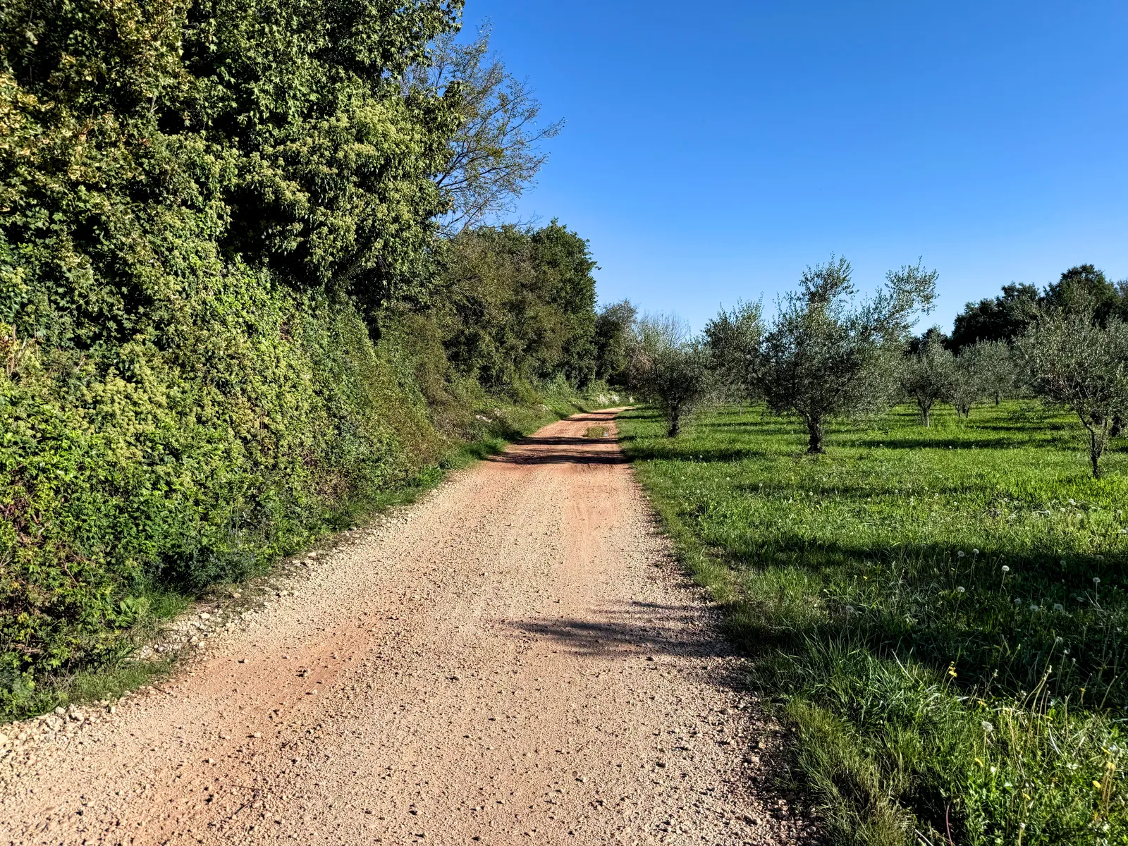 Through the orchards