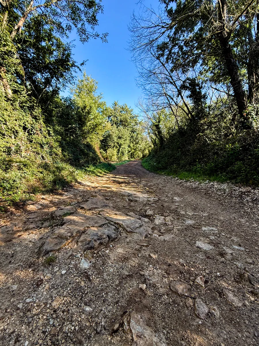 Through the orchards