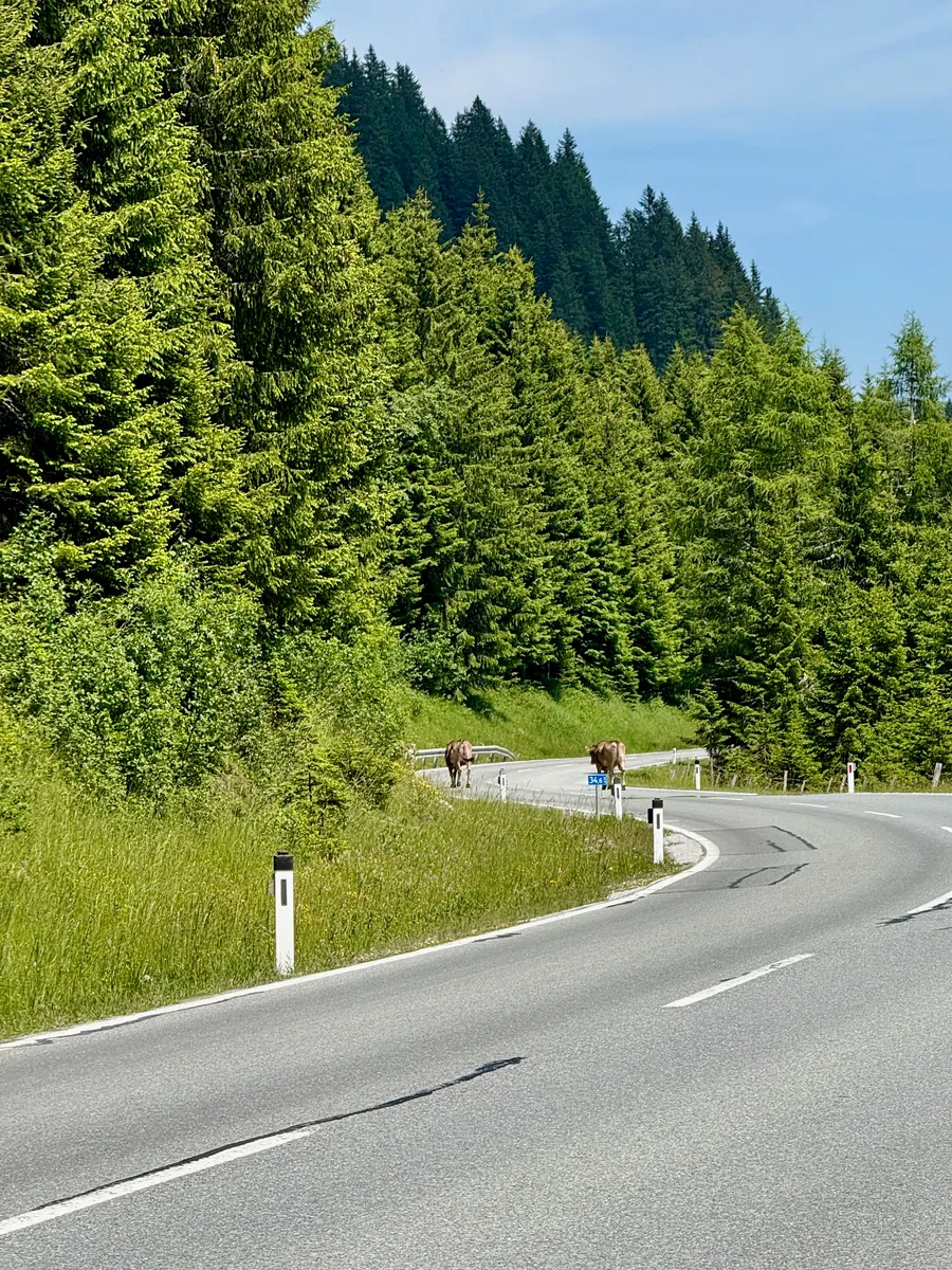Cattle on the road