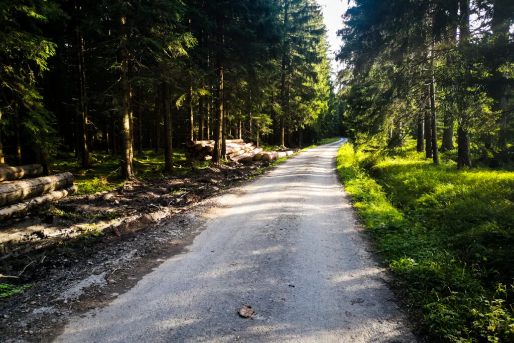 Picturesque forest nearby Vrbno and Pradedem