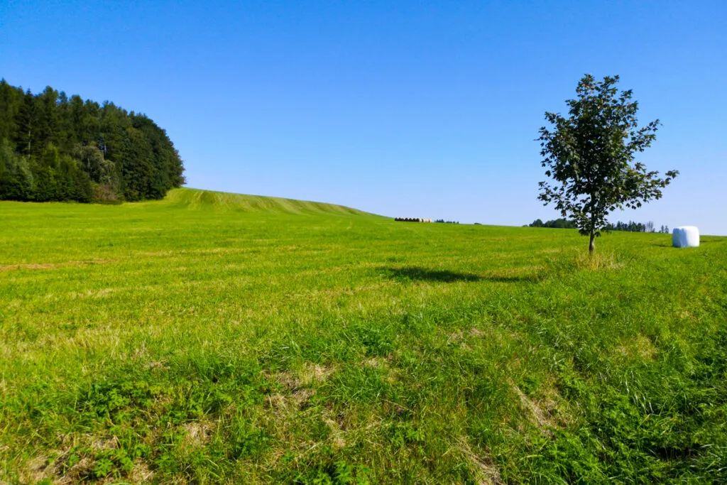 Meadow in Jesioniki