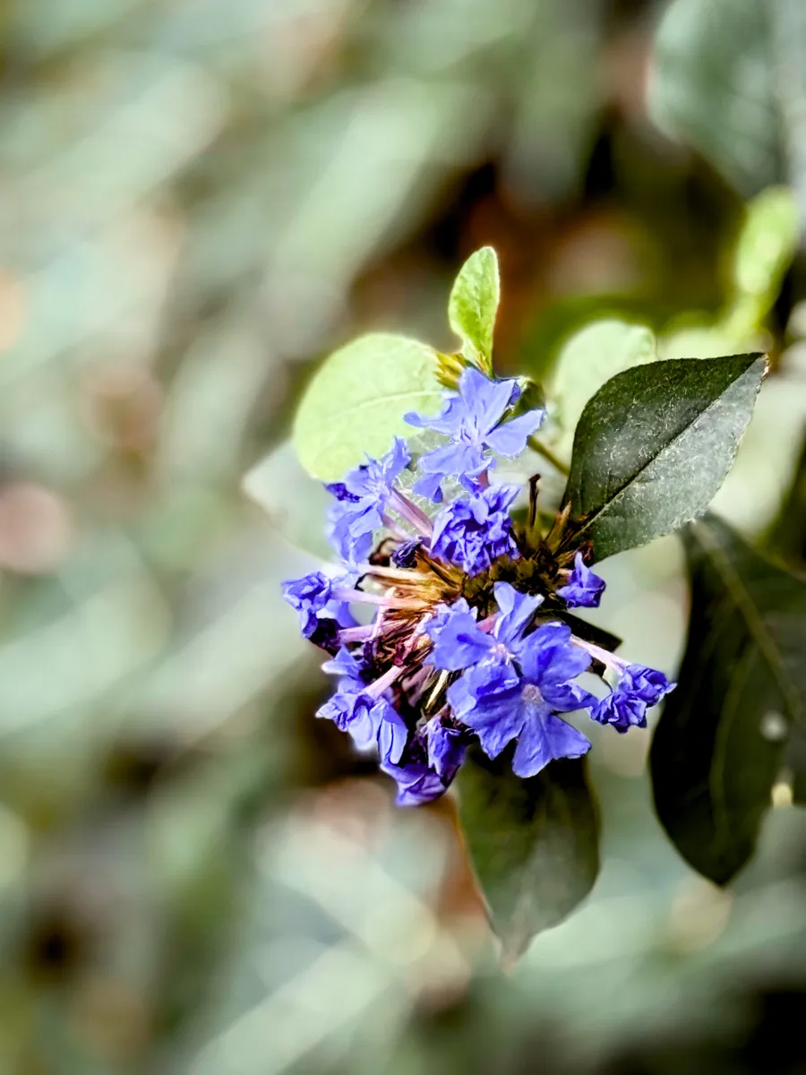 Ceratostigma plumbaginoides
